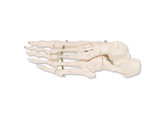 FOOT SKELETON  LEFT- A30L  1000073   