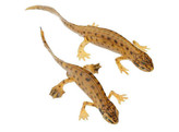 PALMATE NEWT  MALE A. FEMALE  IN THEIR AQUATIC FORM