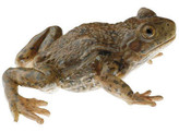 MIDWIFE TOAD  FEMALE