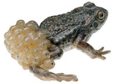 MIDWIFE TOAD WITH SPAWN  MALE