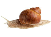 WEINBERGSCHNECKE