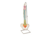 DIDACTIC FLEXIBLE SPINE MODEL -  A58/8  1000128 