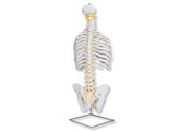 CLASSIC FLEXIBLE SPINE MODEL WITH RIBS  A56  1000119 