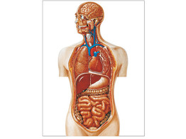 TORSO CHART - V2008M  1001159 