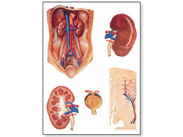 THE KIDNEY CHART - V2013M  1001165 