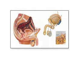 THE MALE PELVIC ORGANS CHART - V2020M  1001173 