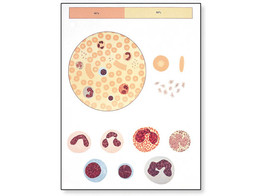 THE BLOOD I CHART  COMPOSITION - V2031M  1001183 