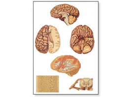 HUMAN CENTRAL NERVOUS SYSTEM CHART - V2034M  1001185 