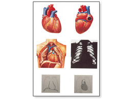 THE HEART I CHART  ANATOMY - V2053M  1001214 
