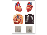 LEHRTAFEL - DAS HERZ I  ANATOMIE - V2053M  1001214 