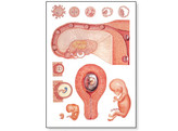 EMBRYOLOGY I CHART - V2066M  1001222 