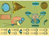 WANDPLAAT HET OOG - FUNCTIES