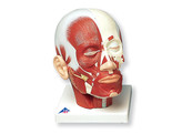 HEAD MUSCULATURE br/ -1001239