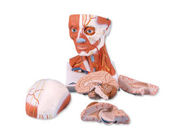 HEAD AND NECK MUSCULATURE  5 PART - C05  1000214 