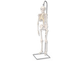 MINI HUMAN SKELETON - SHORTY - ON HANGING STAND -A18/1  1000040 