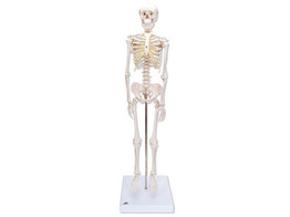 MINI SKELETON - SHORTY - MOUNTED ON A BASE - A18  1000039 