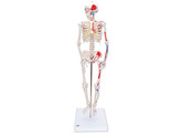MINI HUMAN SKELETON - SHORTY - WITH PAINTED MUSCLES  PELVIC MOUNTED - A18/5  1000044 