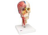 HUMAN SKULL MODEL  HALF TRANSPARENT   HALF BONY- COMPLETE WITH  BRAIN AND VERTEBRAE - A283  1000064 