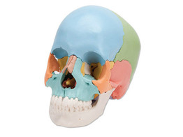 BEAUCHENE ADULT HUMAN SKULL MODEL - DIDACTIC COLORED VERSION  22 PART - A291  1000069 