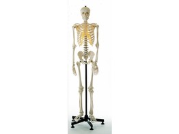 ARTIFICIAL HUMAN SKELETON  MALE SOMSO QS 10