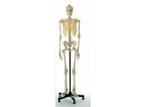 ARTIFICIAL HUMAN SKELETON  MALE SOMSO QS 10
