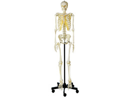 ARTIFICIAL  HUMAN SKELETON  MALE WITH ROLLERSTAND SOMSO QS 10/1