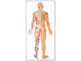 LEHRTAFEL - DAS NERVENSYSTEM  RUCKSEITE LAMINIERT