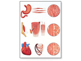 WP. MUSCLE TISSUE CHART LAMINATED   WOODEN RODS