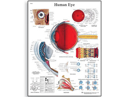 HYMAN EYE CHART -VR1226L  1001496 