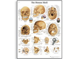 HUMAN SKULL CHART - VR1131L  1001478 