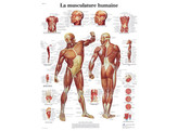 POSTER LA MUSCULATURE - VR2118L