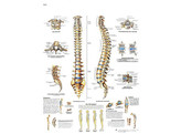 POSTER LA COLONNE VERTEBRALE  ANATOMIE ET PATHOLOGIE - VR2152L