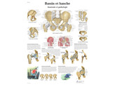 POSTER BASSIN ET HANCHE - ANATOMIE ET PATHOLOGIE - VR2172L