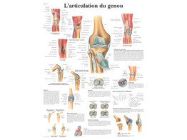 POSTER L ARTICULATION DU GENOU -VR2174L