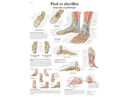 POSTER PIED ET CHEVILLES - ANATOMIE ET PATHOLOGIE - VR2176L