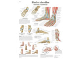 POSTER PIED ET CHEVILLES - ANATOMIE ET PATHOLOGIE - VR2176L