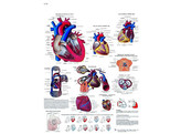 POSTER   LE COEUR HUMAIN  ANATOMIE ET PHYSIOLOGIE - VR2334L