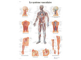 POSTER LE SYSTEME VASCULAIRE - VR2353L