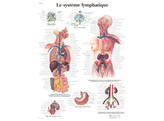 POSTER LE SYSTEME LYMPHATIQUE - VR2392L