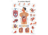 POSTER LE SYSTEME DIGESTIF  - VR2422L