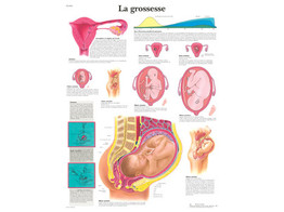 POSTER LA GROSSESSE - VR2554L