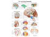 POSTER  LE CERVEAU HUMAIN - VR2615L