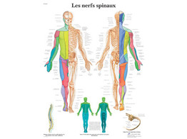 POSTER  LES NERFS SPINAUX - VR2621L