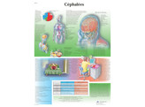 POSTER CEPHALEES - VR2714L