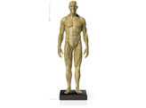 MALE MUSCLE FIGURE  - ARTLINE ANTIQUE LOOK- 30CM