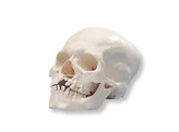 MICROCEPHALIC HUMAN SKULL MODEL - A29/1  1000065 