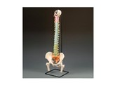 DIDACTIC FLEXIBLE SPINE MODEL WITH FEMUR HEADS- A58/9  1000129 