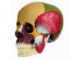 18-PIECE MODEL OF THE SKULL WITH MASTICATORY MUSCLES - SOMSO - QS8/318M