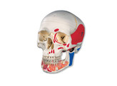 CLASSIC HUMAN SKULL MODEL WITH OPENED LOWER JAW  3 PART  PAINTED - A22/1  1020167 