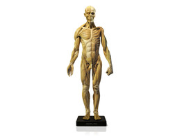 MALE MUSCLE FIGURE  - ANTIQUE LOOK - ARTLINE - 58CM